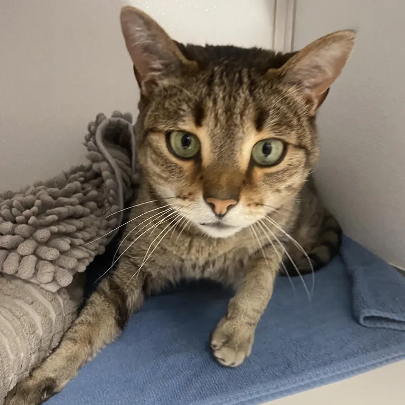 An adult large-sized male Domestic Short Hair cat named Ren for adoption in Binghamton, NY