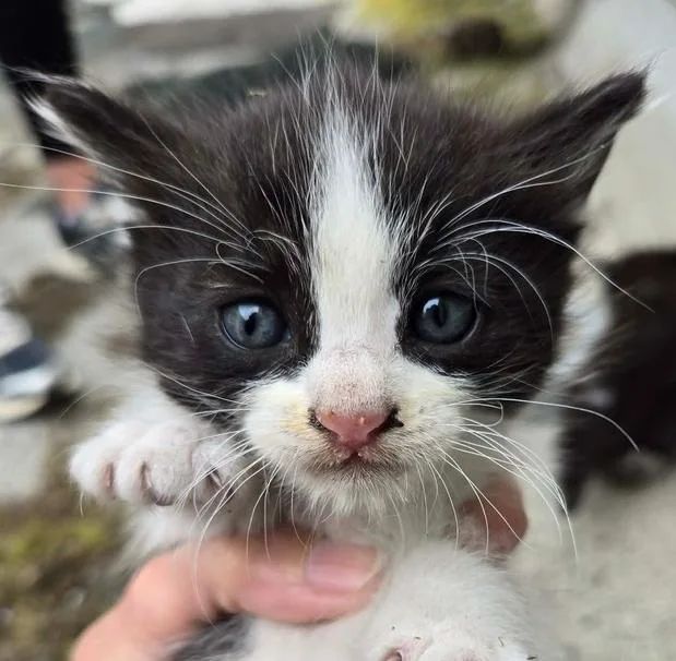 A baby medium-sized male Black & White / Tuxedo Domestic Short Hair cat named Birch for adoption in Salinas, CA