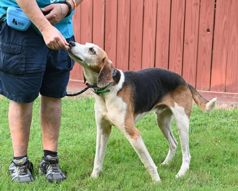 An adult large-sized male Hound dog named DA  Otis for adoption in Glen Allen, VA