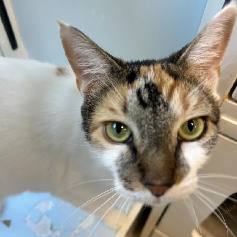 An adult small-sized female American Shorthair cat named Lola for adoption in Middletown, NY