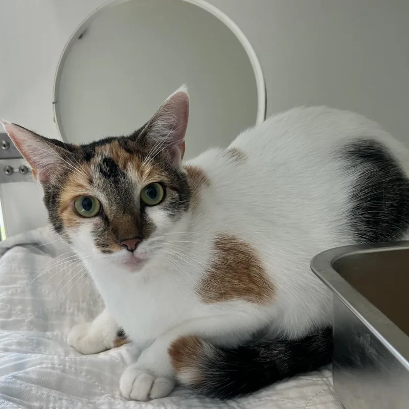 Lola thumbnail 2