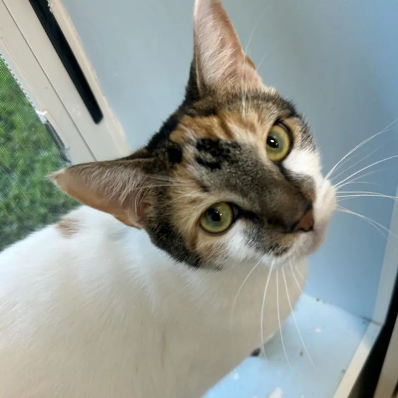 Lola thumbnail 3