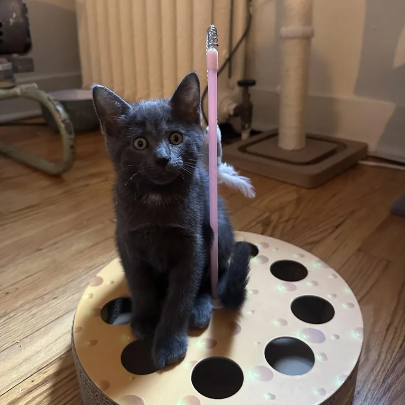 A baby medium-sized male Gray / Blue / Silver Domestic Short Hair cat named Carlos for adoption in Albany, NY