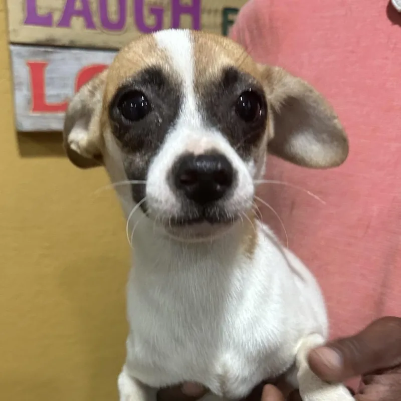 A baby medium-sized male Rat Terrier dog named Abel Local November for adoption in Brookshire, TX