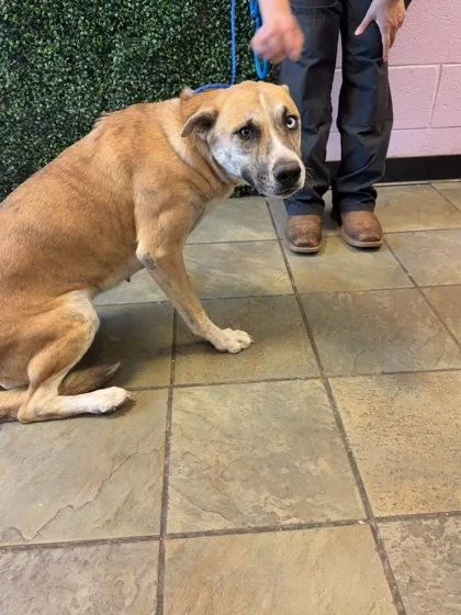 A young large-sized female Brown / Chocolate Mixed Breed dog named 61634157 for adoption in El Paso, TX