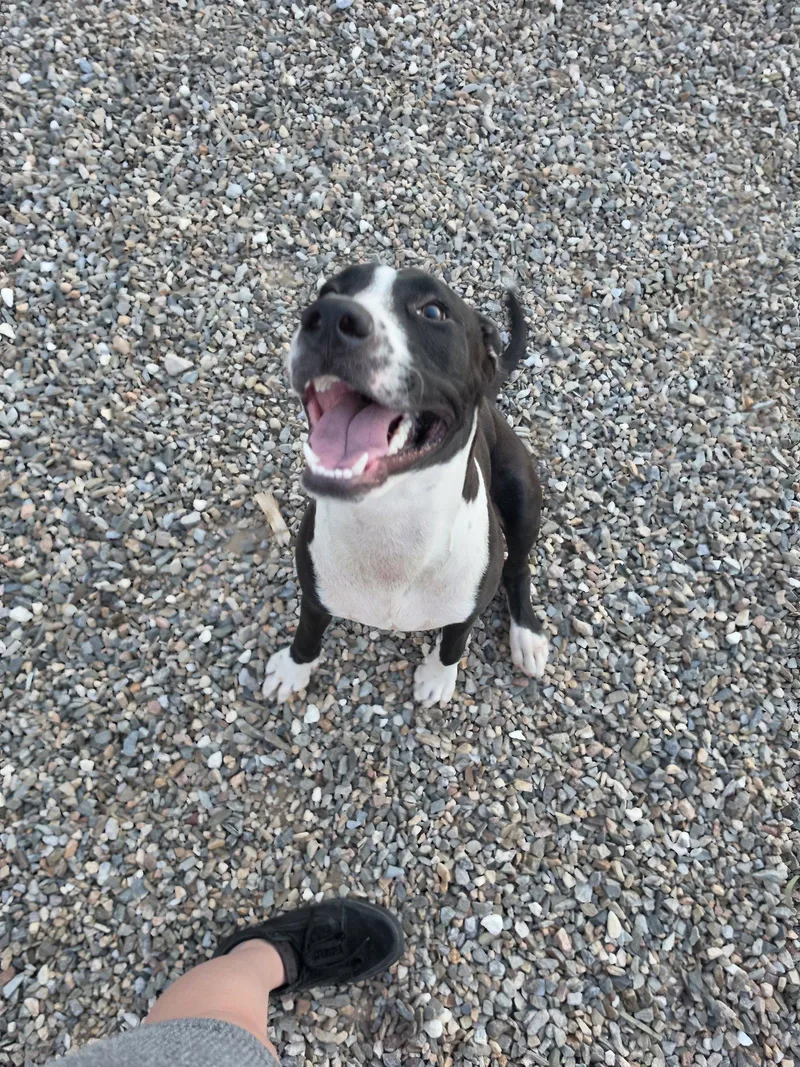 A baby large-sized male Pit Bull Terrier dog named Onyx for adoption in Chandler, AZ