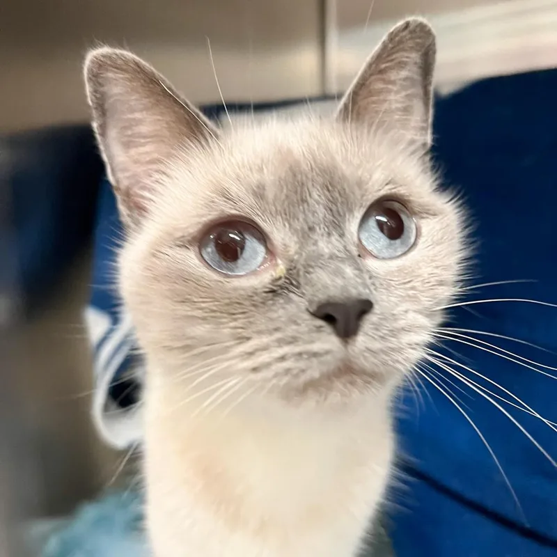 An adult medium-sized female Gray / Blue / Silver Domestic Short Hair cat named Lexi for adoption in Charlottesville, VA