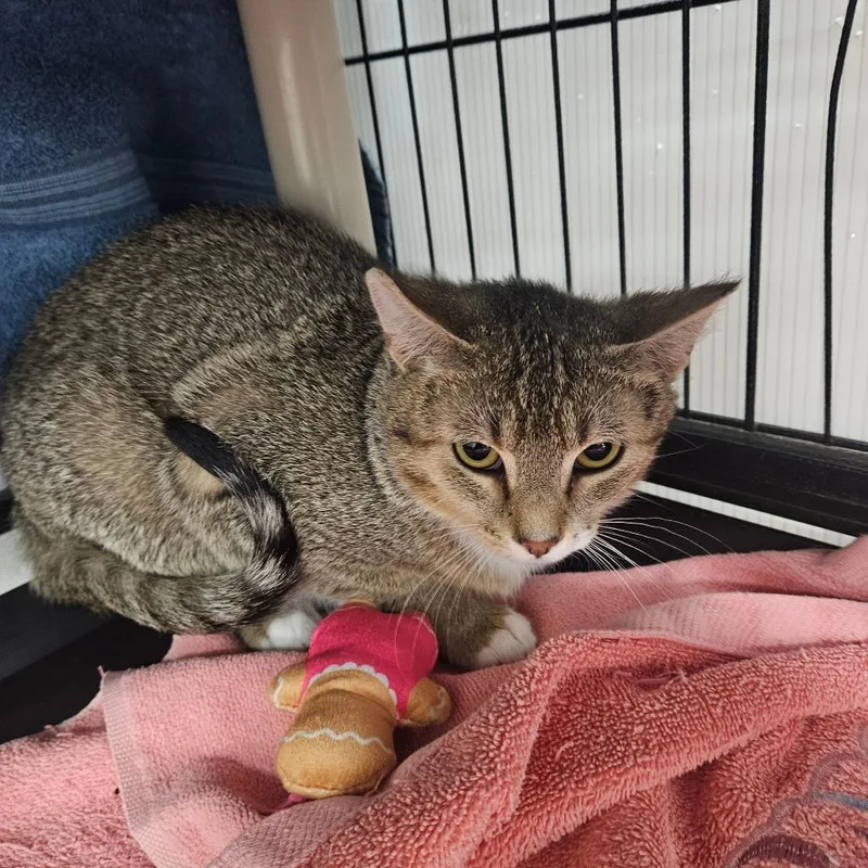 A young small-sized female Buff / Tan / Fawn Domestic Short Hair cat named Sweet Potato for adoption in Ridgely, MD