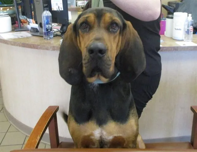 An adult large-sized male Bloodhound dog named Hank for adoption in Ocala, FL