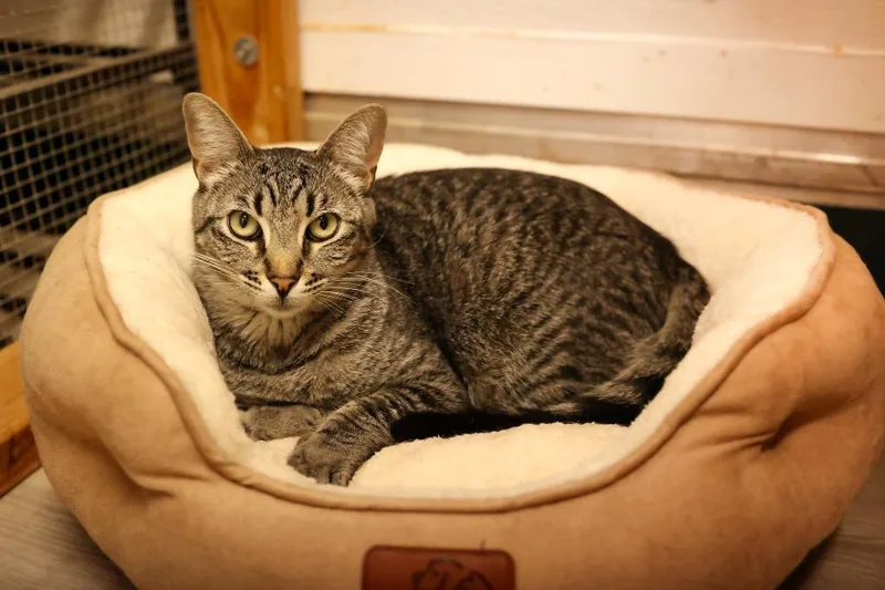 A young medium-sized female Tabby (Brown / Chocolate) Tabby cat named Danaiya for adoption in Mira Loma, CA