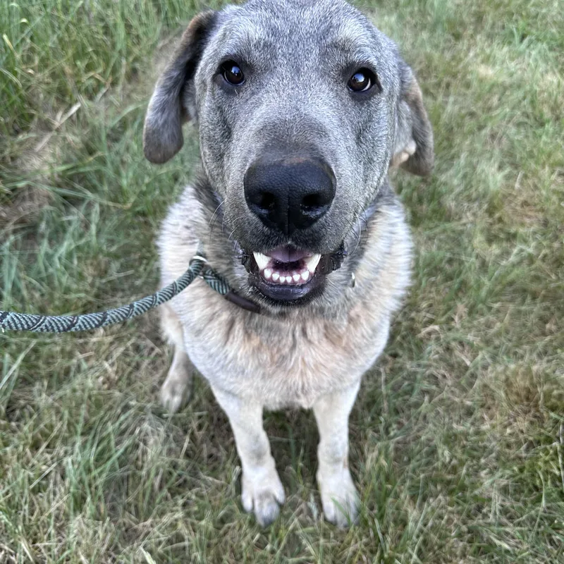 A young extra large-sized male Brindle Anatolian Shepherd dog named Fizz for adoption in East Haddam, CT