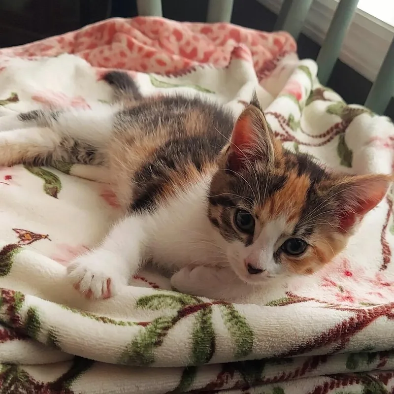 A baby small-sized female Calico Domestic Short Hair cat named Sage for adoption in Harrisonburg, VA