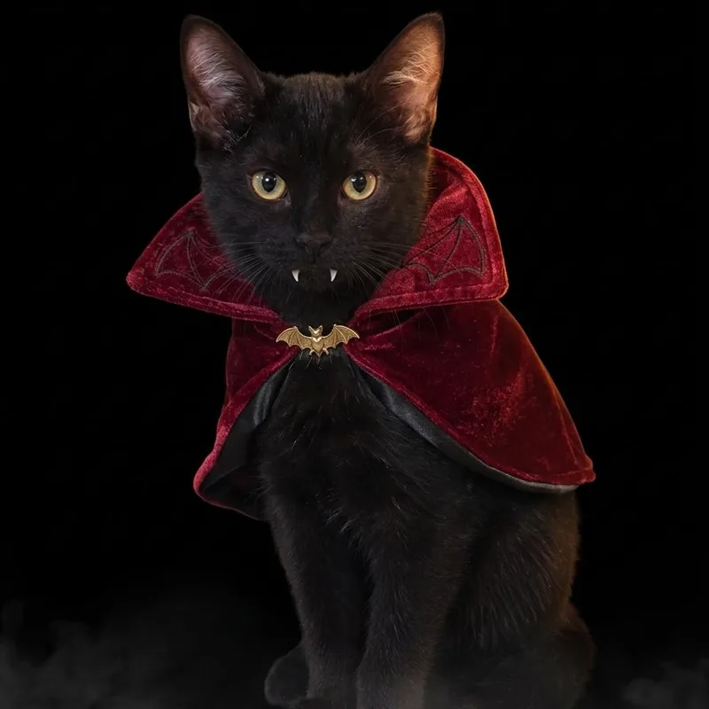 A baby small-sized female Domestic Short Hair cat named Waffles for adoption in Eufaula, AL