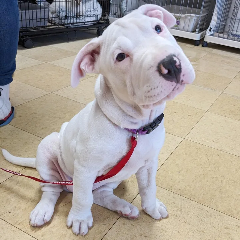 A baby large-sized female White / Cream Pit Bull Terrier dog named Daisy Mae Fc Jf for adoption in Union, MO