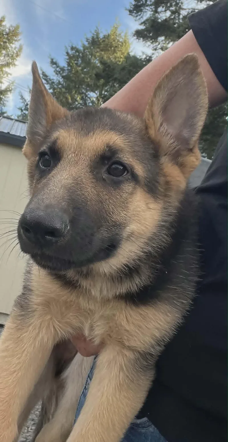 A baby medium-sized male German Shepherd Dog dog named Kinder for adoption in Havertown, PA
