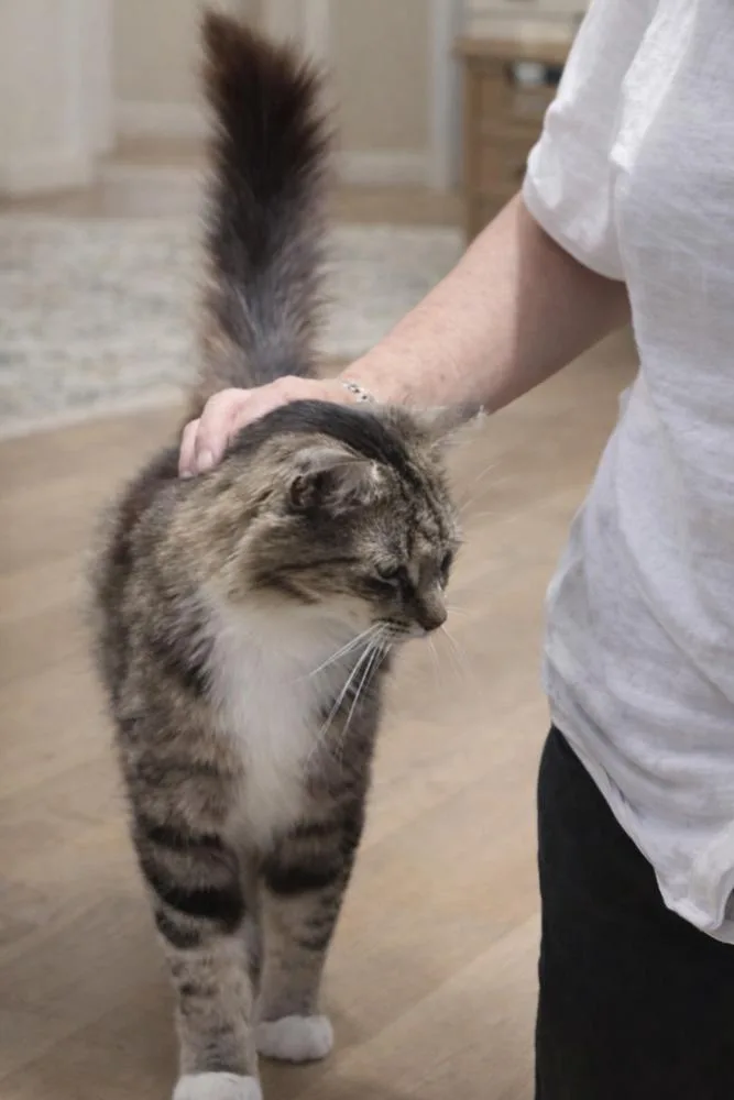 An adult medium-sized female Brown / Chocolate Domestic Short Hair cat named Felicia for adoption in Hudson, NH