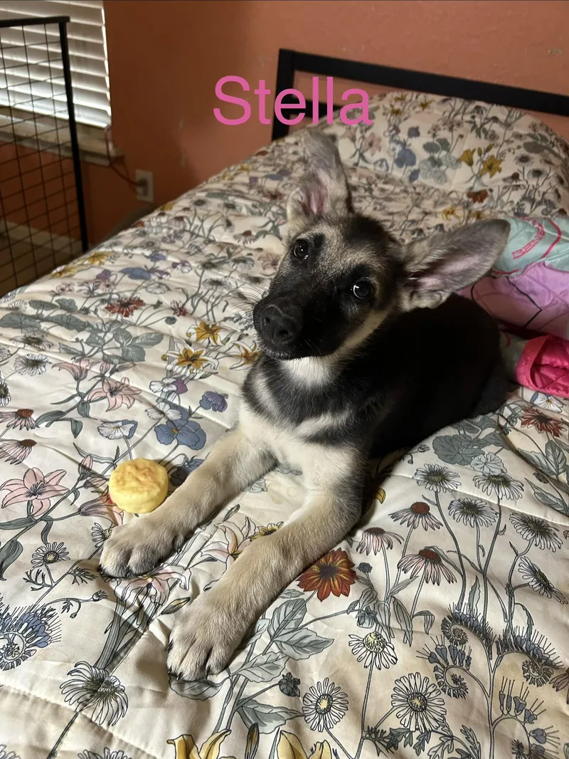 Stella thumbnail 3