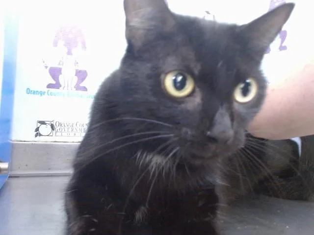 A young small-sized female Domestic Short Hair cat named Haaland for adoption in Orlando, FL