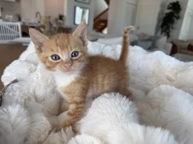 A baby small-sized male Domestic Short Hair cat named Cowboy for adoption in Saint Augustine, FL