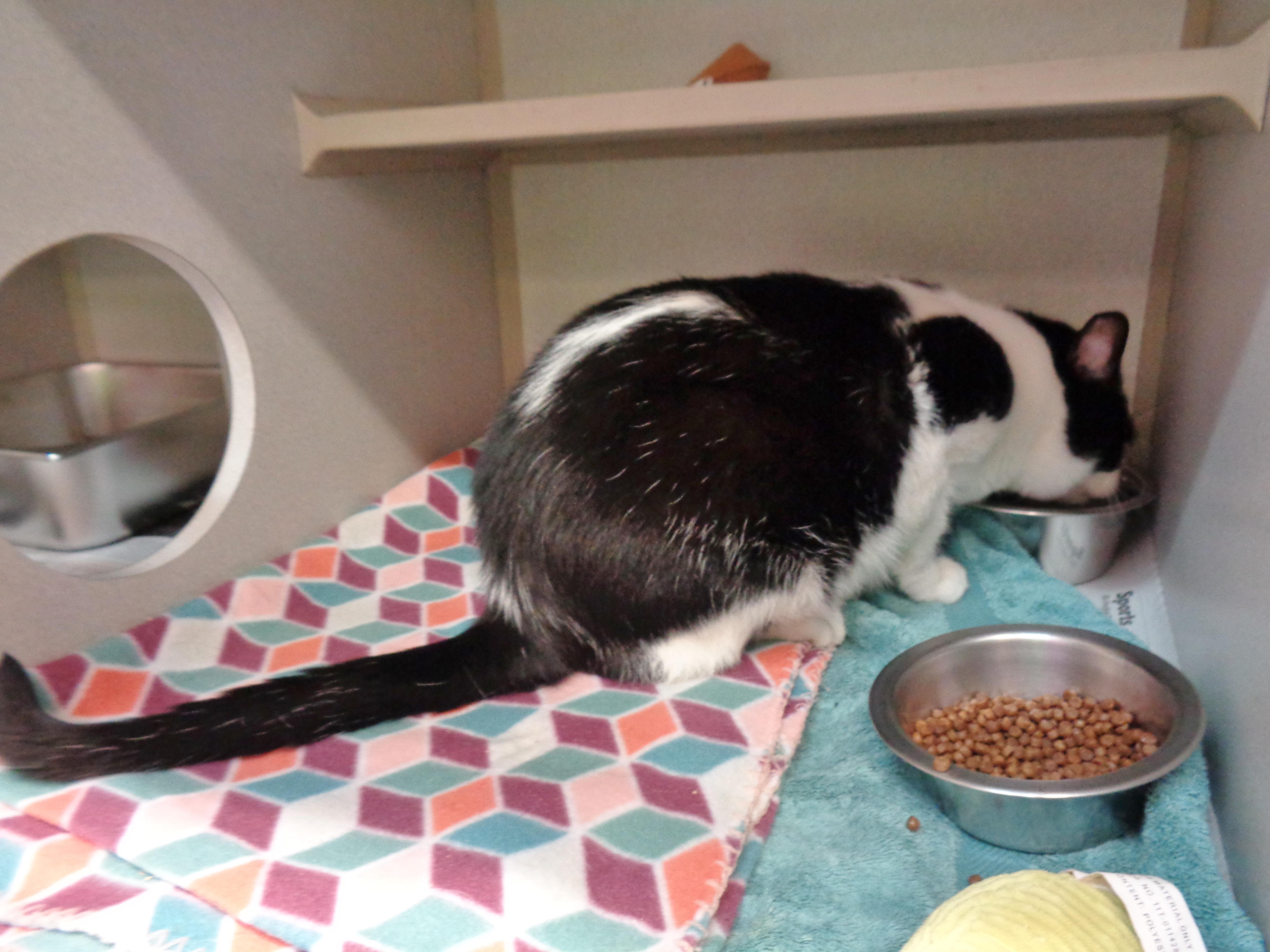 An adult large-sized male Black & White / Tuxedo Domestic Short Hair cat named Atlas for adoption in Delhi, NY