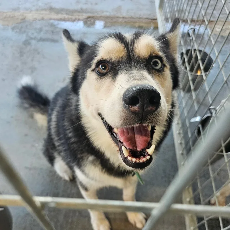An adult large-sized male Gray / Blue / Silver Husky dog named Cheechako "Taco" for adoption in mount vernon, AR