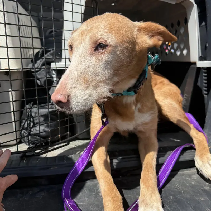 A senior medium-sized female Golden Portuguese Podengo dog named Kay for adoption in HANSON, MA
