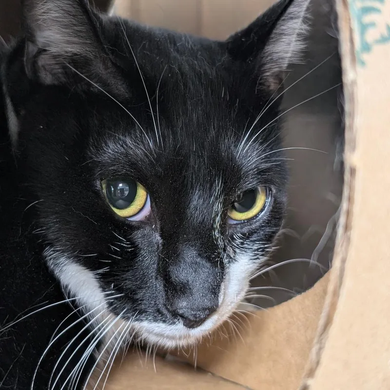 An adult small-sized female Black Domestic Short Hair cat named Suki for adoption in Leander, TX