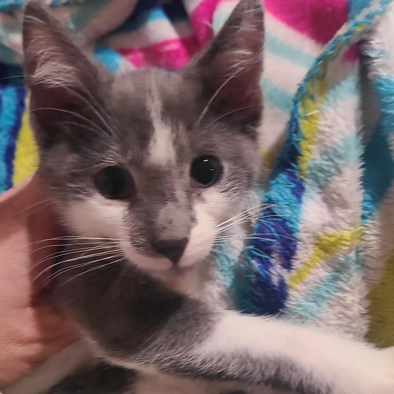 A baby medium-sized male Gray & White Domestic Short Hair cat named Rocky for adoption in Hudson, NY
