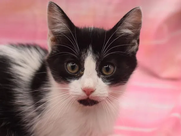 A baby small-sized female Domestic Short Hair cat named Ivy for adoption in Portland, OR