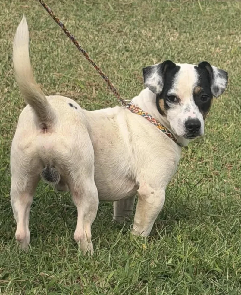 An adult small-sized male Black Dachshund dog named Lambo for adoption in Vicksburg, MS