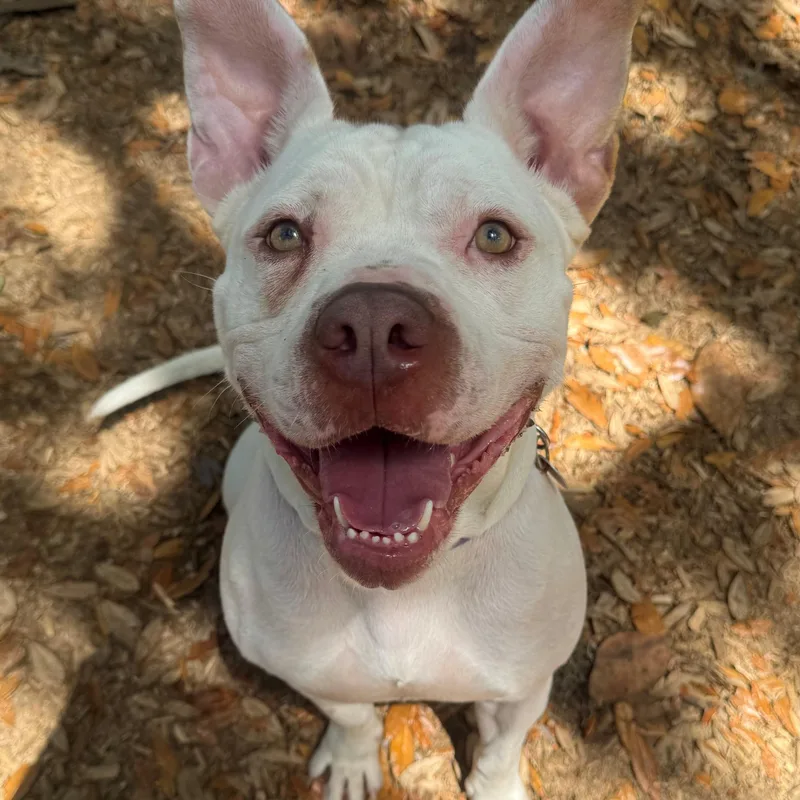 An adult large-sized male White / Cream Pit Bull Terrier dog named Chance for adoption in St. Augustine, FL