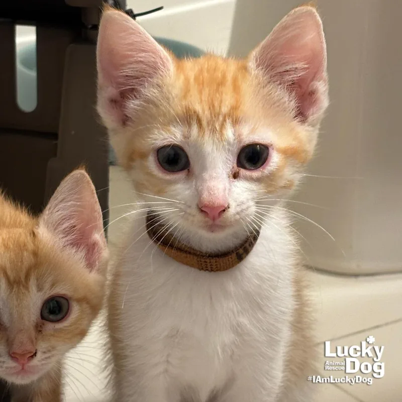 A baby medium-sized female Orange & White Domestic Short Hair cat named Hibiscus for adoption in Washington, DC