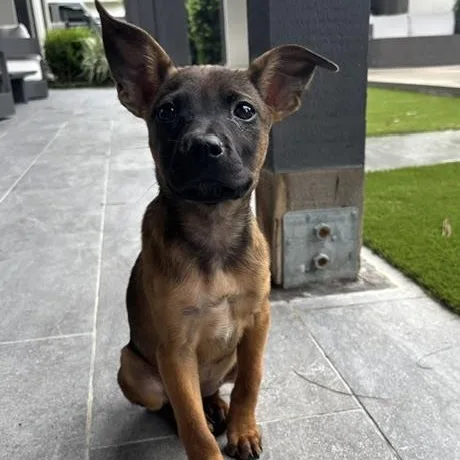 A baby small-sized female Brown / Chocolate Miniature Pinscher dog named Ella Cuddles for adoption in Houston, TX