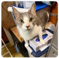 A baby medium-sized male Domestic Short Hair cat named Muggles for adoption in West Chester, PA