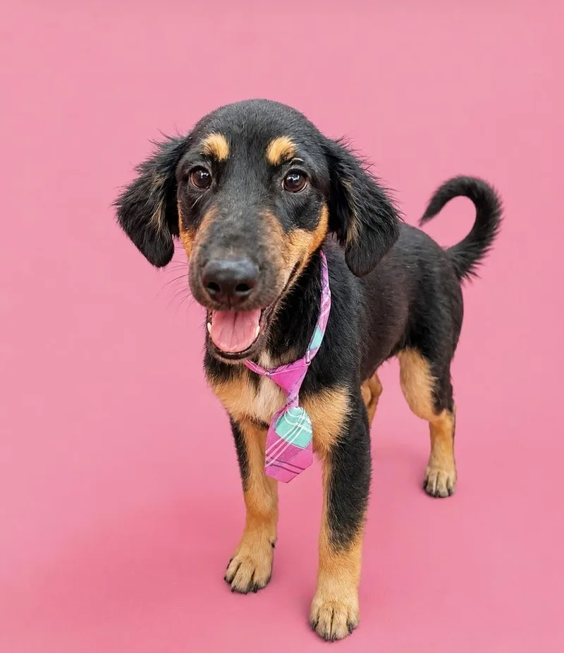 A baby medium-sized male Tricolor (Brown, Black, & White) Black and Tan Coonhound dog named Duke for adoption in Escondido, CA
