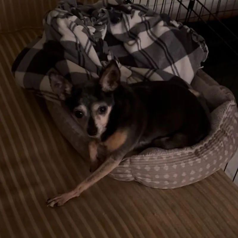 A senior small-sized female Brown / Chocolate Chihuahua dog named Butters for adoption in Hinsdale, IL