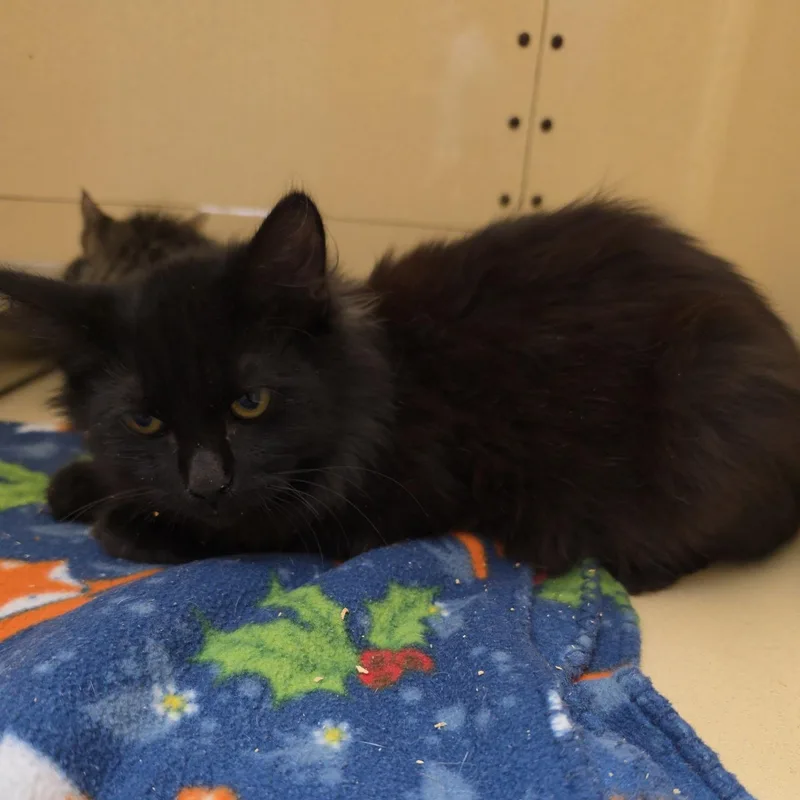 A baby medium-sized male Domestic Long Hair cat named Ju Ju Bee for adoption in Clarksville, VA