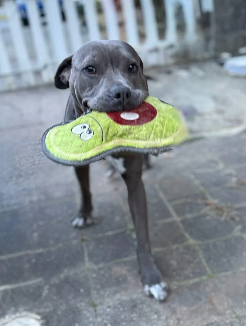 An adult medium-sized female Pit Bull Terrier dog named Lil Mama for adoption in Holly Springs, NC