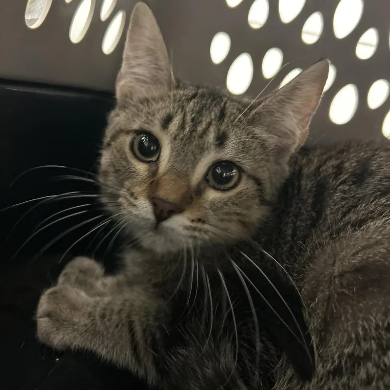A baby small-sized male Domestic Short Hair cat named Sassy for adoption in Edinburg, TX
