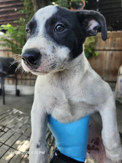 A baby small-sized male Terrier dog named Checo for adoption in San Antonio, TX
