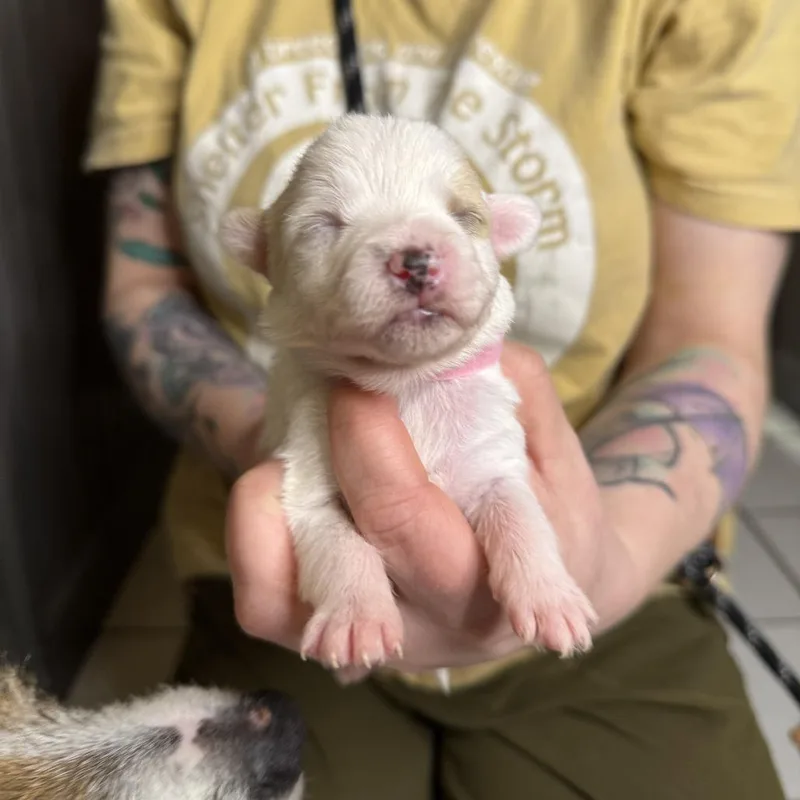 A baby small-sized female White / Cream Terrier dog named Ti for adoption in Madison, WI