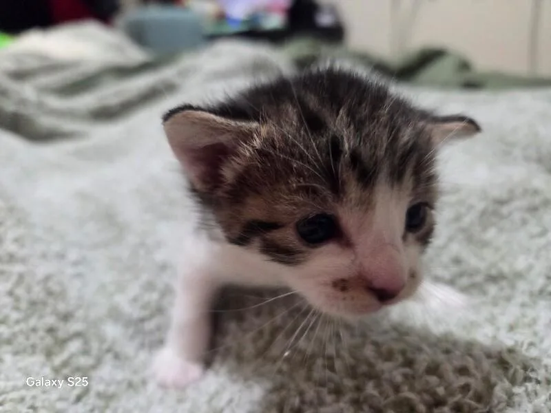 A baby medium-sized male Tabby (Gray / Blue / Silver) Domestic Short Hair cat named Emily for adoption in Kennewick, WA