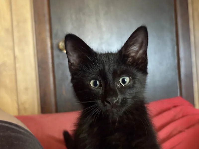 A baby small-sized male Black Domestic Short Hair cat named Frankie for adoption in South Ozone Park, NY