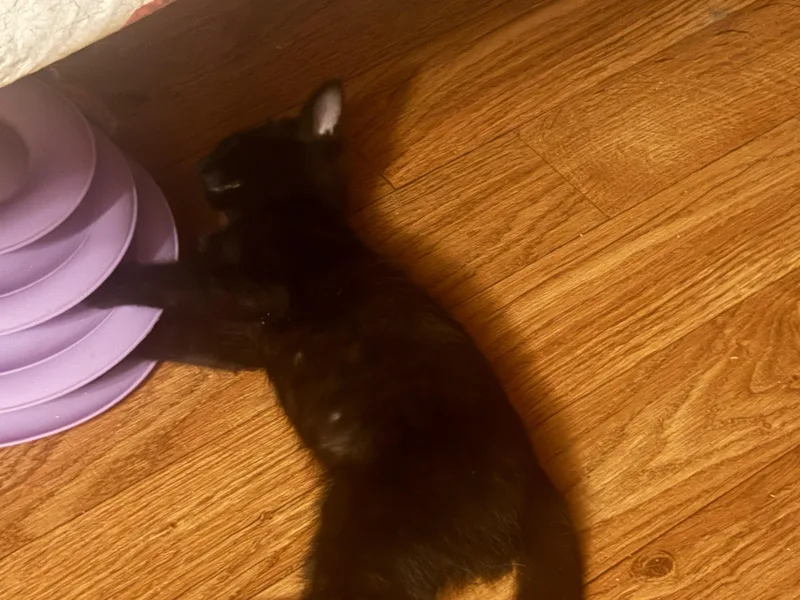 Frankie thumbnail 5