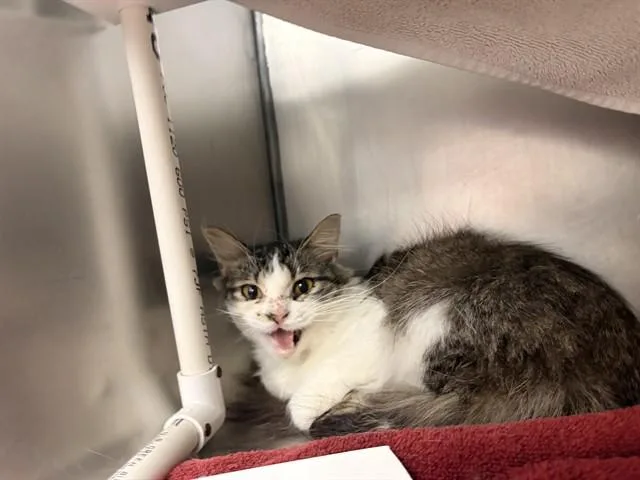 An adult small-sized female Domestic Long Hair cat named Urchin for adoption in Omaha, NE
