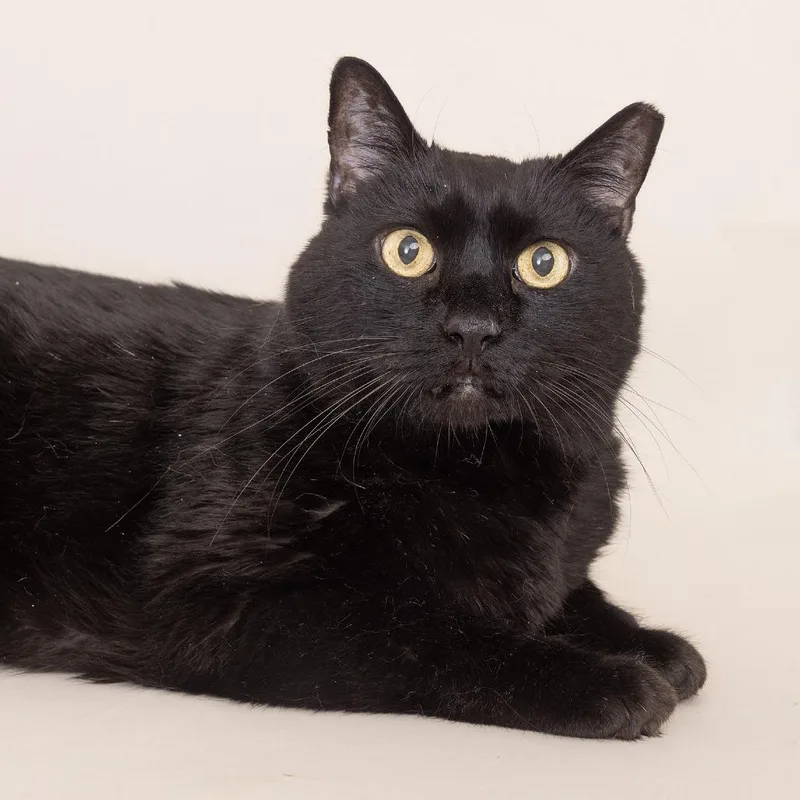 A senior extra large-sized male Black Domestic Medium Hair cat named Feeny for adoption in Franklin, TN