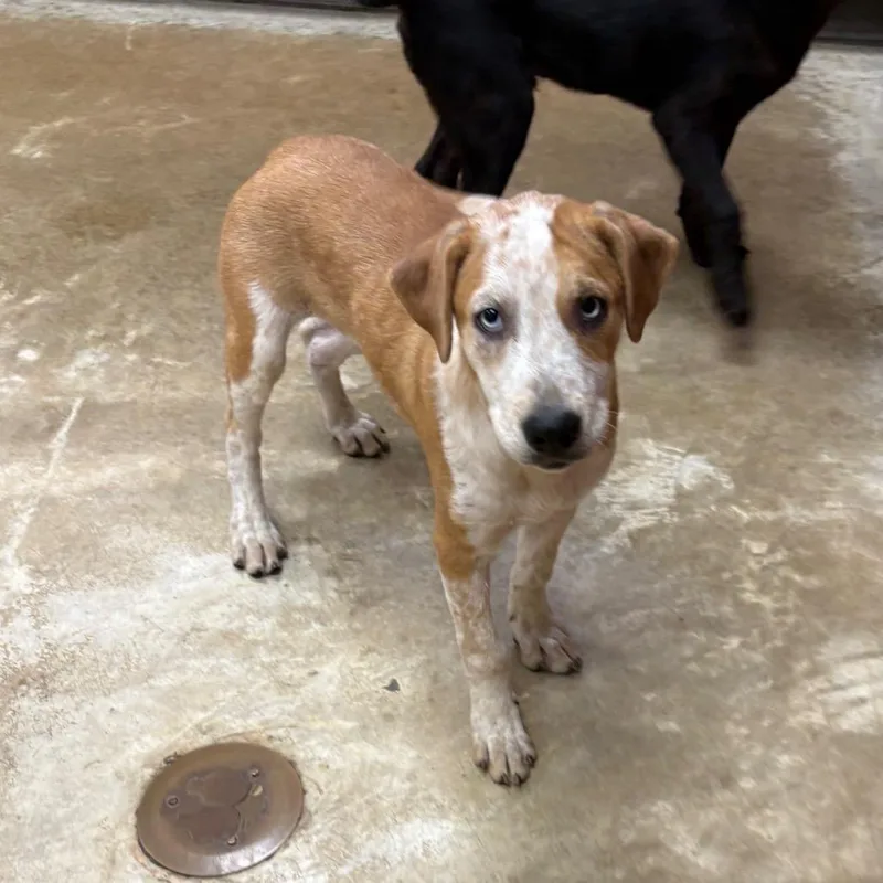 A baby medium-sized female Yellow / Tan / Blond / Fawn Labrador Retriever dog named Barista  U for adoption in Tupelo, MS