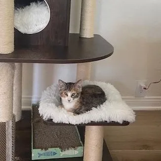 Baby Girl thumbnail 4