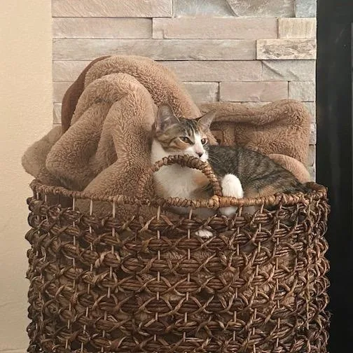 Baby Girl thumbnail 6