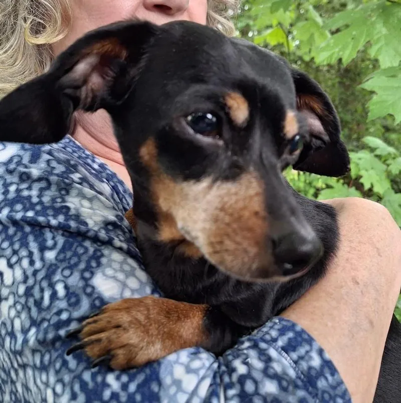 An adult small-sized female Black Dachshund dog named Maddie for adoption in Salem, OR